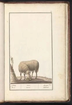 RECORD DATE NOT STATED  Schaap (Ovis aries), anonymous, 1790 - 1814 drawin... Stock Photos