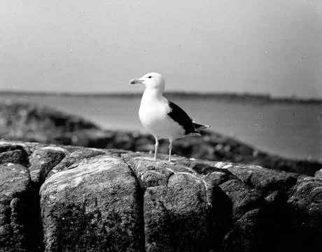 RECORD DATE NOT STATED Sea thrust, Larus Marinus, May 31, 1930 Havstrut, L... Stock Photos