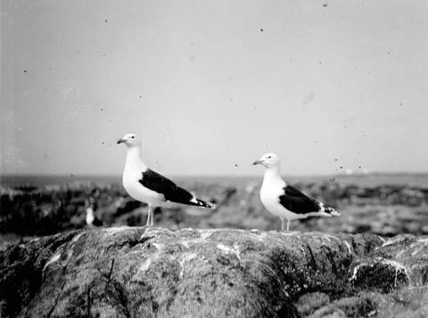 RECORD DATE NOT STATED Sea thrust, Larus Marinus, paired May 31, 1930 Havs... Stock Photos