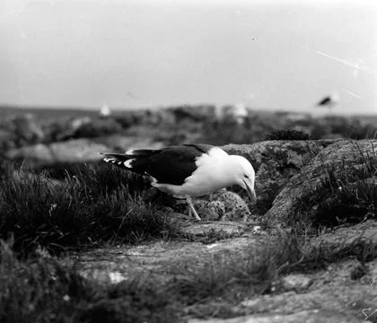 RECORD DATE NOT STATED Sea thrust, Larus Marinus, 21 - May 21 Havstrut, La... Stock Photos