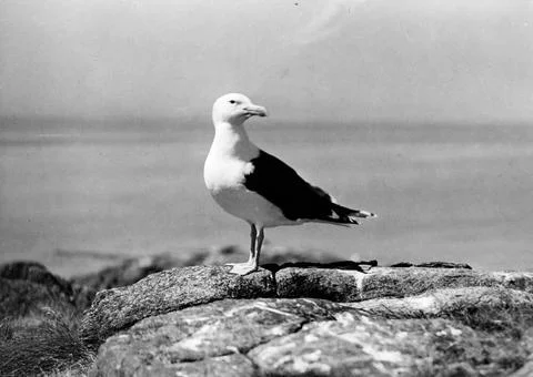 RECORD DATE NOT STATED Sea thrust, Larus Marinus, Havstrut, Larus Marinus,... Stock Photos