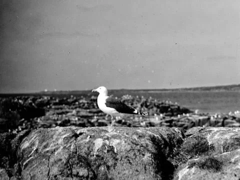 RECORD DATE NOT STATED Sea thrust, Larus Marinus, May 3, 1930 Havstrut, La... Stock Photos