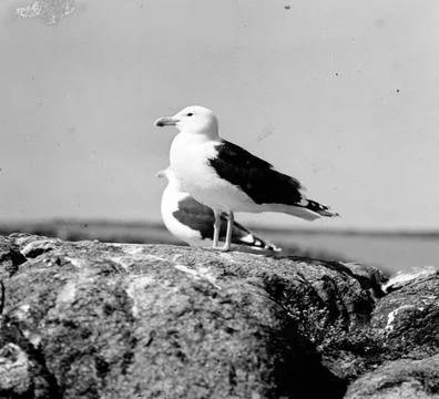 RECORD DATE NOT STATED Sea thrust, Larus Marinus, par 31 May 1930 Havstrut... Stock Photos