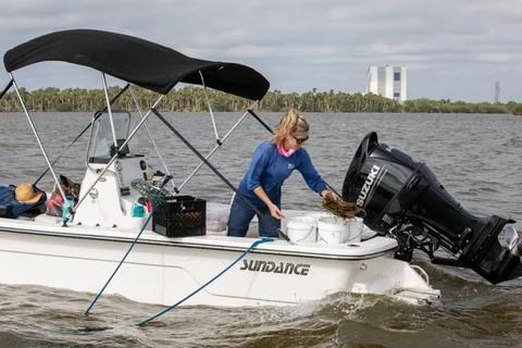 RECORD DATE NOT STATED  Sea Grass Restoration Project. Lorae Simpson, dire... 스톡 사진