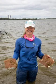 RECORD DATE NOT STATED  Sea Grass Restoration Project. Lorae Simpson, dire... Stock Photos