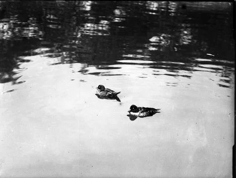 RECORD DATE NOT STATED Seabird, swan, swan kids etc. Sjöfagel, svan, svanu.. Stock Photos