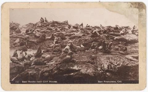 RECORD DATE NOT STATED  Seal Rocks near Cliff House, San Francisco photogr... Photos