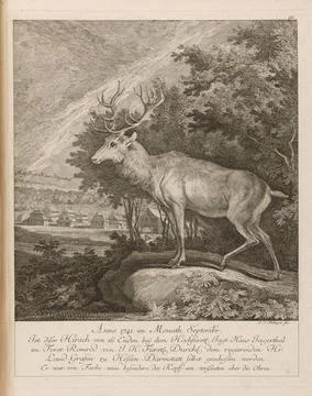 RECORD DATE NOT STATED  September 1741. This Jele At 16 suckers stayed sho... Stock-Fotos