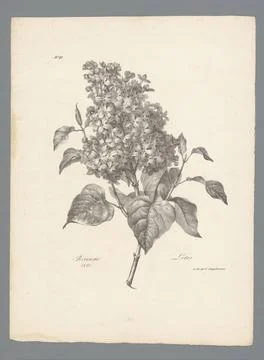 RECORD DATE NOT STATED  Sering, Auguste Piquet de Brienne, 1821 print Pari... 스톡 사진