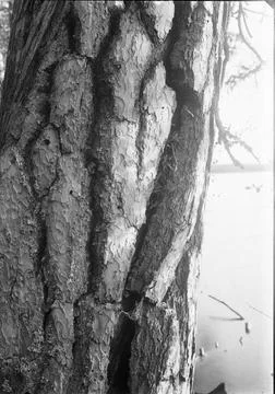 RECORD DATE NOT STATED Settlement for tree crawler Boplats för trädkrypare. Photos