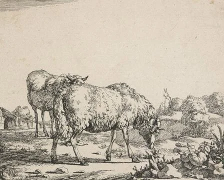 RECORD DATE NOT STATED  Sheep. Plate 7: Two grazing sheep. prints, etching... Stock Photos