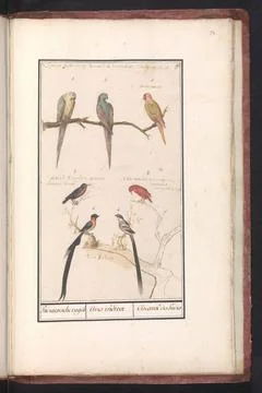 RECORD DATE NOT STATED  Sheet with seven tropical birds, Anselmus BoÃ«tius. Stock Photos