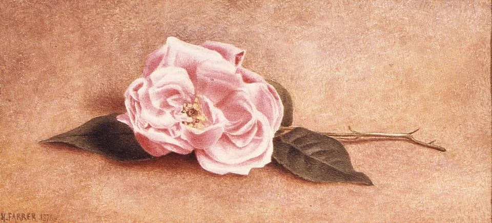RECORD DATE NOT STATED Single Pink Rose Henry Farrer (American, 1843-1903)... Stock Photos