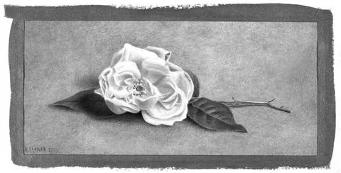 RECORD DATE NOT STATED Single Pink Rose Henry Farrer (American, 1843-1903)... Stock Photos