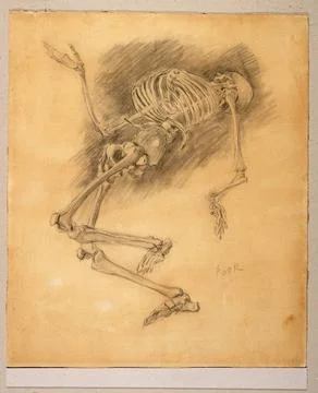 RECORD DATE NOT STATED  Skeleton study for the picture Skeletal dance ; Ho... Stock Photos