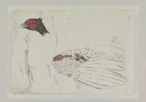 RECORD DATE NOT STATED  Sketch magazine with studies of a pheasant, Ishika... Stock Photos