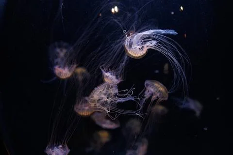 RECORD DATE NOT STATED Some compass jellyfish swimming around each other *... Stock Photos