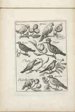 RECORD DATE NOT STATED  Specht, parrot and other birds, 1635 - 1660 print ... Stock Photos