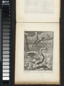 RECORD DATE NOT STATED  Swan and parrot in landscape, 1635 - 1660 print La... Stock Photos
