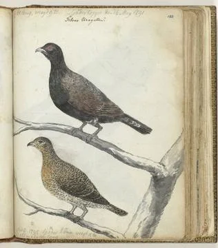 RECORD DATE NOT STATED  Swedish birds, Jan Brandes, 1795 drawing Color dra... Stock Photos