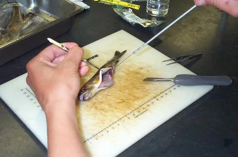 RECORD DATE NOT STATED  Tissue samples from this rainbow trout and others ... Stock Photos