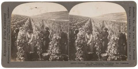 RECORD DATE NOT STATED  Toiling in the Vineyards - Picking the Luscious Gr... Stock Photos