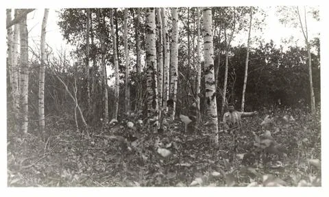 RECORD DATE NOT STATED Tract 54 - Clump of Poplar Trees. 1931 - 1945. Cent... Stock Photos