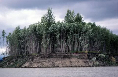 RECORD DATE NOT STATED  Tree grove and eroding bank along the Yukon River,... Stock Photos