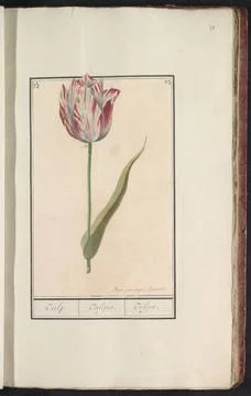 RECORD DATE NOT STATED  Tulp (fire), Jan Anton Garemy, 1790 - 1799 drawing... Stock Photos