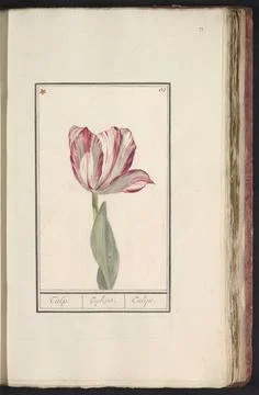 RECORD DATE NOT STATED  Tulp (fire), anonymous, 1790 - 1814 drawing Red-wh... Stock Photos