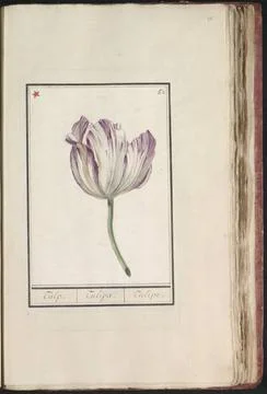 RECORD DATE NOT STATED  Tulp (fire), anonymous, 1790 - 1814 drawing Purple... Stock Photos