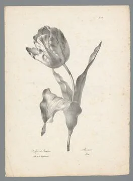 RECORD DATE NOT STATED  Tulp, Auguste Piquet de Brienne, 1820 print Paris ... 스톡 사진