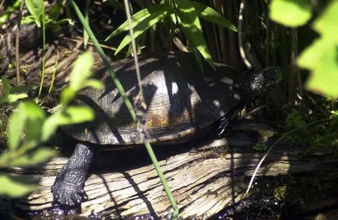 RECORD DATE NOT STATED a turtle or tortoise, a reptile animal with a shell... Fotos de archivo