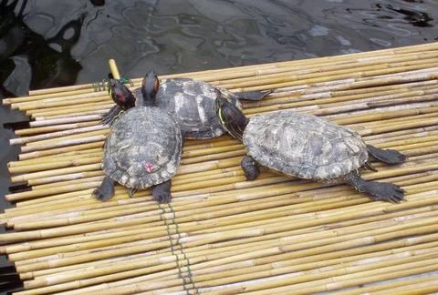 RECORD DATE NOT STATED a turtle or tortoise, a reptile animal with a shell... Fotos de archivo