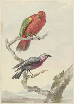RECORD DATE NOT STATED  Two birds, including a red -green parrot, Aert Sch... Stock Photos