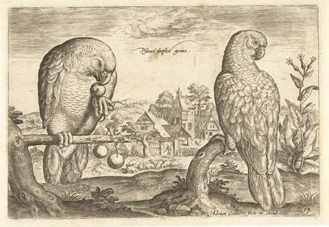 RECORD DATE NOT STATED  Two parrots in a landscape, Adriaen Collaert, 1598... Stock Photos