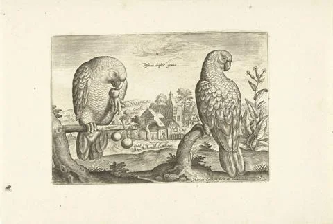 RECORD DATE NOT STATED  Two parrots in a landscape, Adriaen Collaert, 1598... Stock Photos