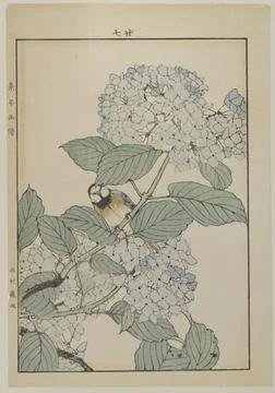 RECORD DATE NOT STATED Untitled (Bird with Hydrangea) Unknown.. Print, Oth... Stock Photos