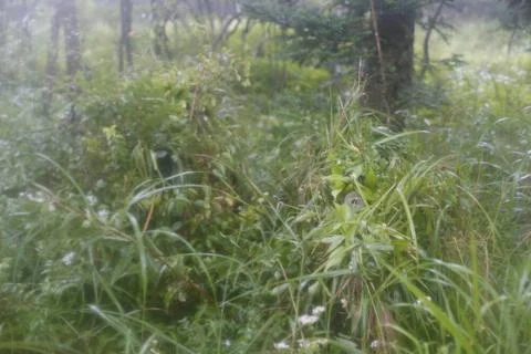 RECORD DATE NOT STATED U.S. Marines with 3d Battalion, 3d Marines construc... 스톡 사진