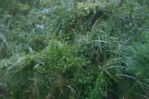 RECORD DATE NOT STATED U.S. Marines with 3d Battalion, 3d Marines construc... 스톡 사진