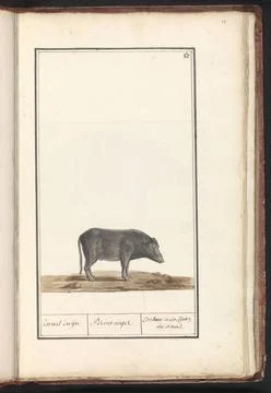RECORD DATE NOT STATED  Varken (Sus scrofa domesticus) Anonymous, 1790 - 1... Stock Photos