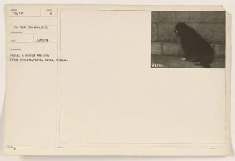 RECORD DATE NOT STATED  Vesle, a French war dog, is seen resting at the Ho... Stock Photos