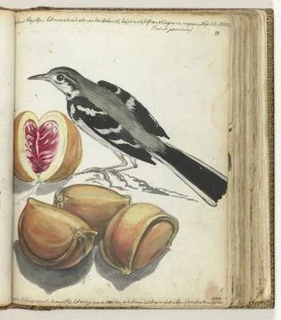 RECORD DATE NOT STATED  Wagtail with Fruit, Jan Brandes, 1785 drawing Colo... Stock Photos