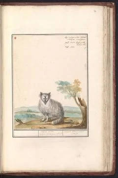 RECORD DATE NOT STATED  You (Fox), Jacob Goethals (possibly), 1790 - 1814 ... Stock Photos