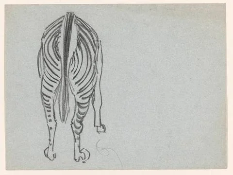 RECORD DATE NOT STATED  Zebra, From behind, Samuel Jessurun de Mesquita, 1... Stock Photos