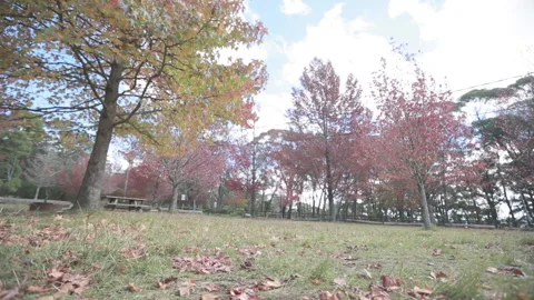 Record the maple with a slider in Blue mountain Sydney Australia 2014 Stock Footage 153123121