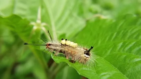 Record the movement of the hairy caterpillar on the weed leaves Stock Footage 138417876