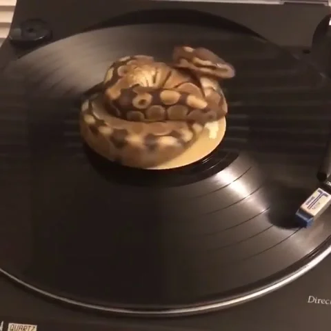 Record Player Python, usa - 22 Mar 2017 Vidéo 205227194