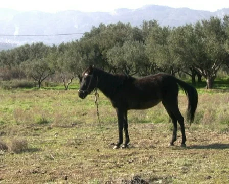 Record1 Video stock 93545