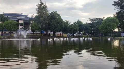 Recording the activity of the swans on the lake Stock Footage 169523674